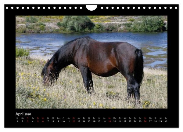 Produktbild: Garranos - Bedrohte Wildpferde Europas (Wandkalender 2026 DIN A4 quer), CALVENDO Monatskalender