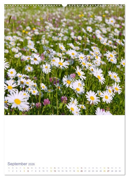 Produktbild: Sch&ouml;ne Wegwarten. Heimische Heilpflanzen am Wegesrand (Wandkalender 2026 DIN A2 hoch), CALVENDO Monatskalender