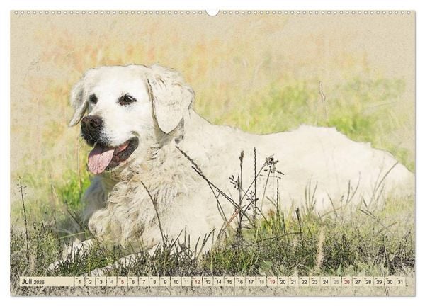 Produktbild: Golden Retriever 2026 (hochwertiger Premium Wandkalender 2026 DIN A2 quer), Kunstdruck in Hochglanz