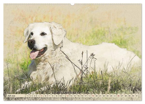 Produktbild: Golden Retriever 2026 (Wandkalender 2026 DIN A2 quer), CALVENDO Monatskalender