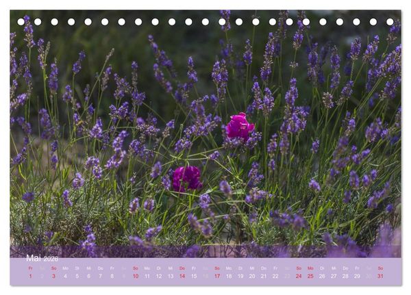 Produktbild: Die Farbe des Lavendels (Tischkalender 2026 DIN A5 quer), CALVENDO Monatskalender