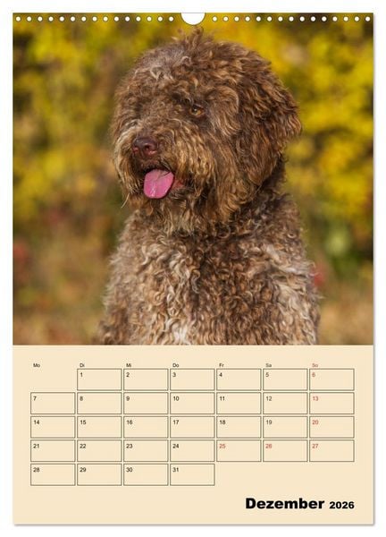 Produktbild: Jahresplaner Lagotto Romagnolo (Wandkalender 2026 DIN A3 hoch), CALVENDO Monatskalender