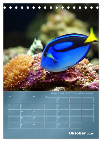Produktbild: Bunte Riffbewohner - Fische, Anemonen und noch viel mehr (Tischkalender 2026 DIN A5 hoch), CALVENDO Monatskalender