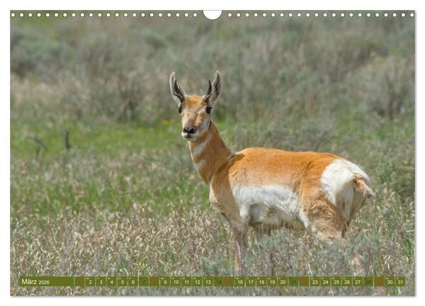 Produktbild: B&auml;r, Wolf und Co - Tiere Nordamerikas (Wandkalender 2026 DIN A3 quer), CALVENDO Monatskalender
