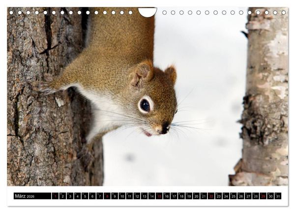 Produktbild: EICHH&Ouml;RNCHEN (Wandkalender 2026 DIN A4 quer), CALVENDO Monatskalender