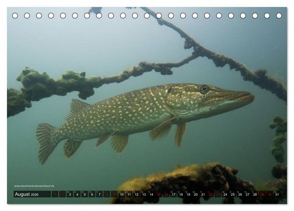 Produktbild: Tauchrevier Deutschland - Der Hecht (Esox lucius) (Tischkalender 2026 DIN A5 quer), CALVENDO Monatskalender