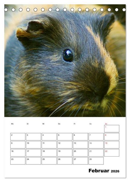 Produktbild: Meerschweinchen Terminplaner (Tischkalender 2026 DIN A5 hoch), CALVENDO Monatskalender