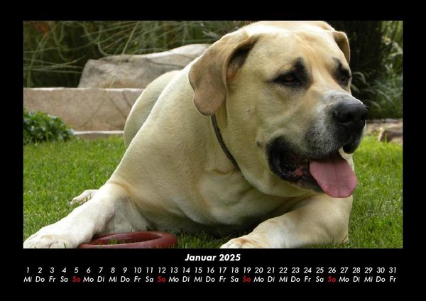 Produktbild: Hundezauber 2025 Fotokalender DIN A3