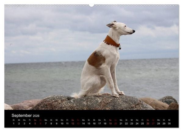 Produktbild: Der Silken Windsprite - ein Seelenhund (hochwertiger Premium Wandkalender 2026 DIN A2 quer), Kunstdruck in Hochglanz
