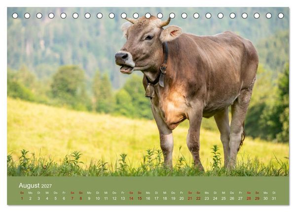 Produktbild: Allg&auml;uer Rindvieh 2027 (Tischkalender 2027 DIN A5 quer), CALVENDO Monatskalender