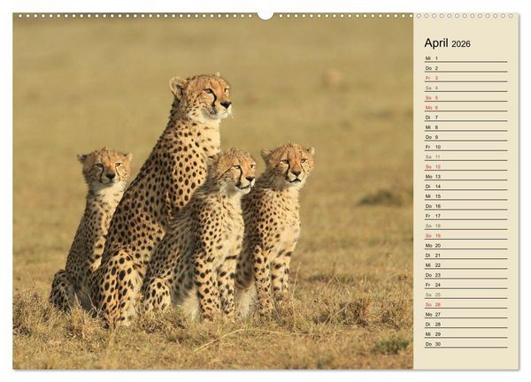Produktbild: Geparden - Ein Leben in Afrika (Wandkalender 2026 DIN A2 quer), CALVENDO Monatskalender