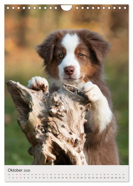 Produktbild: Hundewelpen (Wandkalender 2026 DIN A4 hoch), CALVENDO Monatskalender