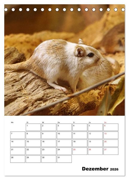 Produktbild: Lustige Rennm&auml;use (Tischkalender 2026 DIN A5 hoch), CALVENDO Monatskalender