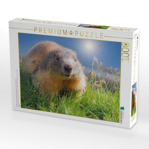 Produktbild: CALVENDO Puzzle Ein Motiv aus dem Kalender Gro&szlig;glockner, Alpen, Murmeltiere & mehr by VogtArt | 1000 Teile Lege-Gr&ouml;&szlig;e 64x48cm Foto-Puzzle f&uuml;r gl&uuml;cklic