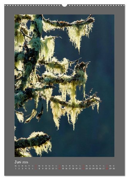 Produktbild: B&Auml;UME (Wandkalender 2026 DIN A2 hoch), CALVENDO Monatskalender
