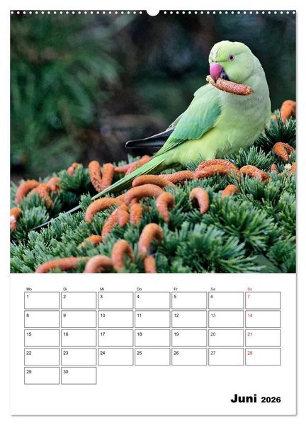 Produktbild: Bezaubernde V&ouml;gel im heimischen Garten (Wandkalender 2026 DIN A2 hoch), CALVENDO Monatskalender