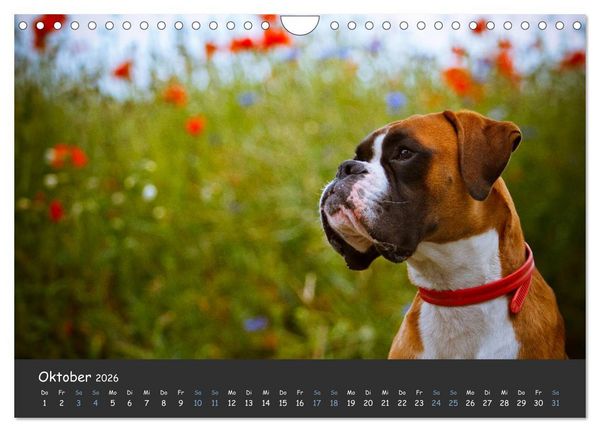 Produktbild: Wenn ich gro&szlig; bin werd' ich Boxer (Wandkalender 2026 DIN A4 quer), CALVENDO Monatskalender