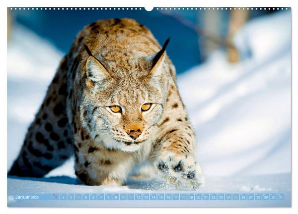 Produktbild: Raubkatzen: Geschmeidige J&auml;ger (Wandkalender 2026 DIN A2 quer), CALVENDO Monatskalender