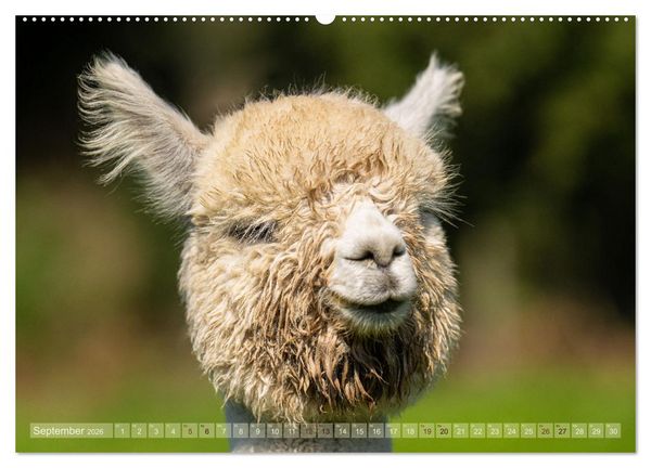 Produktbild: Alpakas im Portrait (Wandkalender 2026 DIN A2 quer), CALVENDO Monatskalender