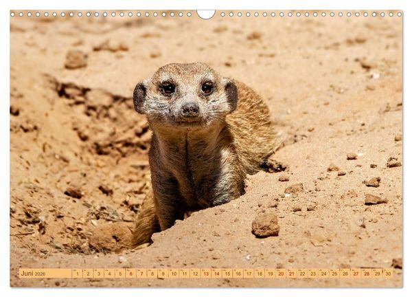 Produktbild: Afrikas Tierwelt - Erdm&auml;nnchen (Wandkalender 2026 DIN A3 quer), CALVENDO Monatskalender