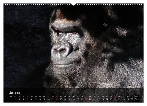 Produktbild: Gorillas. Friedliebende Kraftpakete (hochwertiger Premium Wandkalender 2026 DIN A2 quer), Kunstdruck in Hochglanz