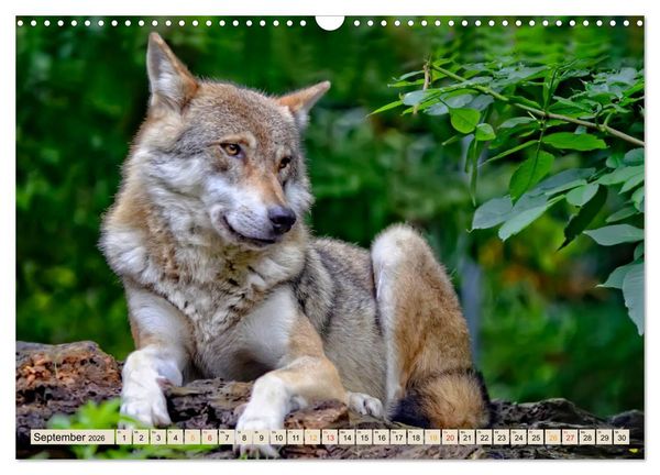 Produktbild: Wolf - Imposanter J&auml;ger (Wandkalender 2026 DIN A3 quer), CALVENDO Monatskalender