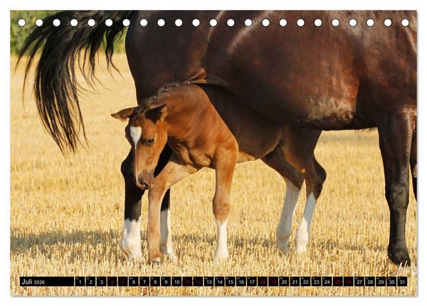 Produktbild: Schwere Warmbl&uuml;ter 2026 (Tischkalender 2026 DIN A5 quer), CALVENDO Monatskalender