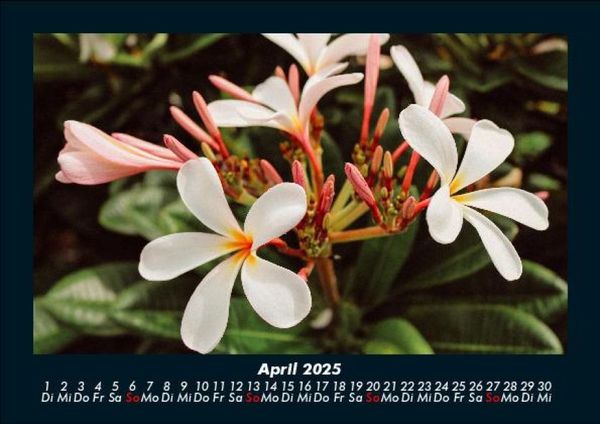 Produktbild: Blumenzauber 2025 Fotokalender DIN A5