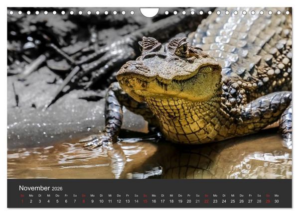 Produktbild: Costa Rica tierisch gut 2026 (Wandkalender 2026 DIN A4 quer), CALVENDO Monatskalender