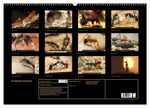 Produktbild: Exotische Ameisen (Wandkalender 2026 DIN A2 quer), CALVENDO Monatskalender
