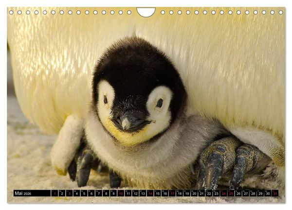 Produktbild: Pinguine - Watscheln im festlichen Kleid (Wandkalender 2026 DIN A4 quer), CALVENDO Monatskalender