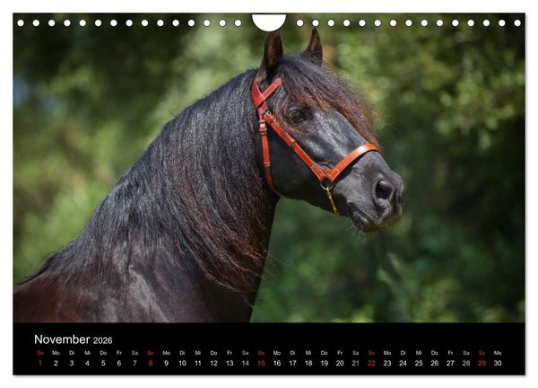 Produktbild: Spaniens stolze Pferde (Wandkalender 2026 DIN A4 quer), CALVENDO Monatskalender