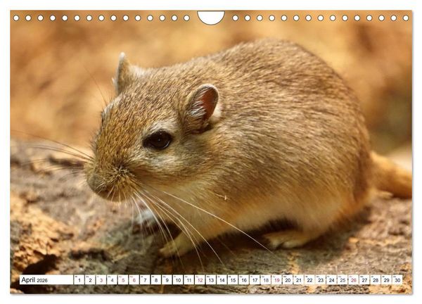 Produktbild: Niedliche Rennm&auml;use (Wandkalender 2026 DIN A4 quer), CALVENDO Monatskalender