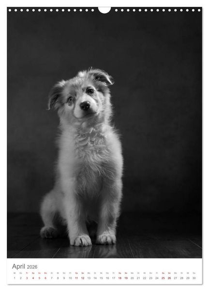Produktbild: Fine Art Hundeportraits (Wandkalender 2026 DIN A3 hoch), CALVENDO Monatskalender