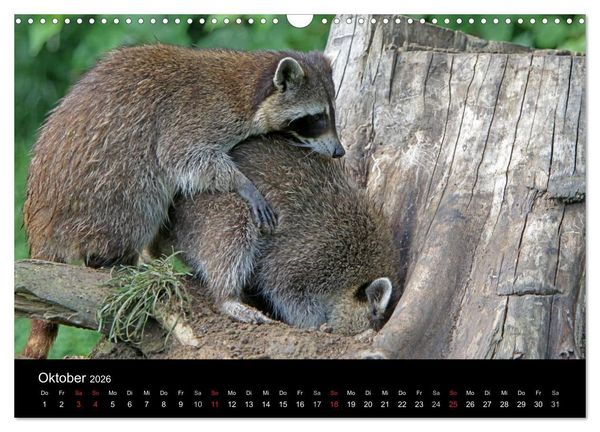 Produktbild: Waschb&auml;ren (Wandkalender 2026 DIN A3 quer), CALVENDO Monatskalender