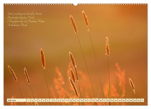 Produktbild: Sommergr&auml;ser (hochwertiger Premium Wandkalender 2026 DIN A2 quer), Kunstdruck in Hochglanz