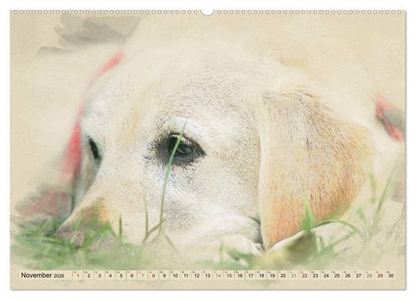 Produktbild: Labrador Retriever 2026 (Wandkalender 2026 DIN A2 quer), CALVENDO Monatskalender