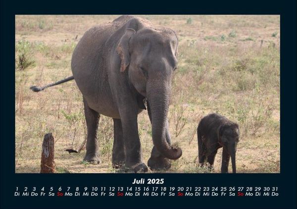 Produktbild: Elefanten Kalender 2025 Fotokalender DIN A4