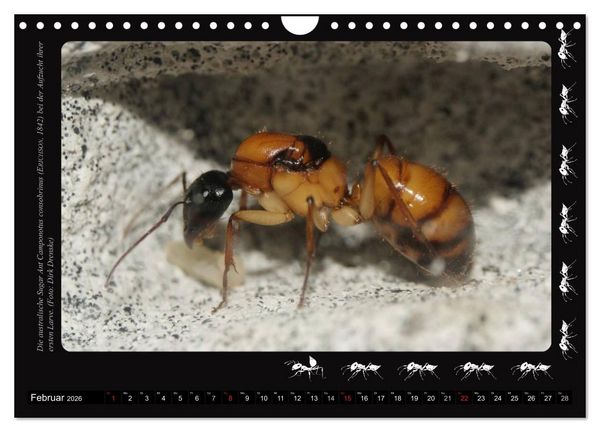 Produktbild: AntsNature - Faszination Ameisen (Wandkalender 2026 DIN A4 quer), CALVENDO Monatskalender