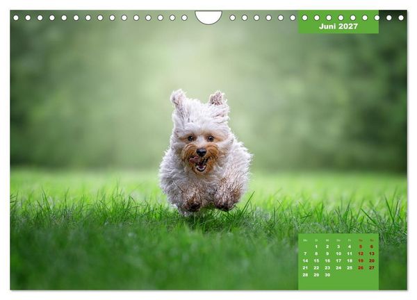 Produktbild: Rocket der Havaneser (Wandkalender 2027 DIN A4 quer), CALVENDO Monatskalender