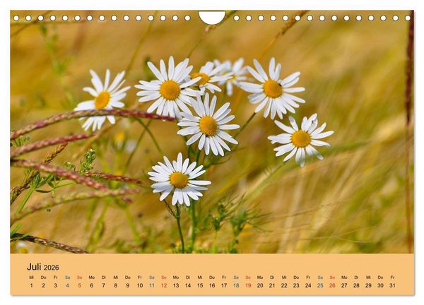 Produktbild: Wildblumen 2026 (Wandkalender 2026 DIN A4 quer), CALVENDO Monatskalender