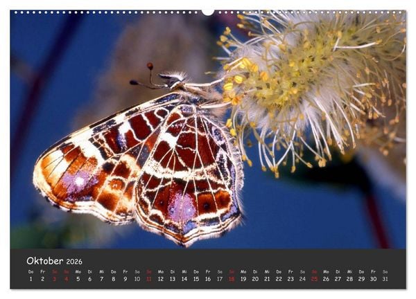 Produktbild: Wundersch&ouml;ne Schmetterlinge (hochwertiger Premium Wandkalender 2026 DIN A2 quer), Kunstdruck in Hochglanz