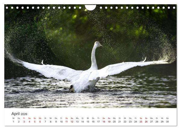 Produktbild: Schw&auml;ne - Prachtvolle Federkleider. (Wandkalender 2026 DIN A4 quer), CALVENDO Monatskalender