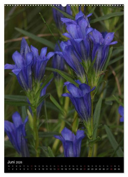 Produktbild: Seltene Wildblumen (hochwertiger Premium Wandkalender 2026 DIN A2 hoch), Kunstdruck in Hochglanz