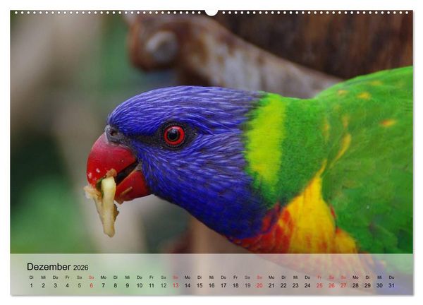 Produktbild: Regenbogen Papageien (hochwertiger Premium Wandkalender 2026 DIN A2 quer), Kunstdruck in Hochglanz