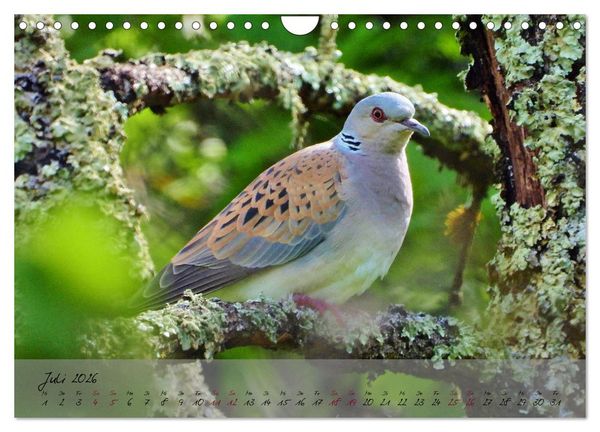 Produktbild: Wildes S&uuml;dfrankreich (Wandkalender 2026 DIN A4 quer), CALVENDO Monatskalender