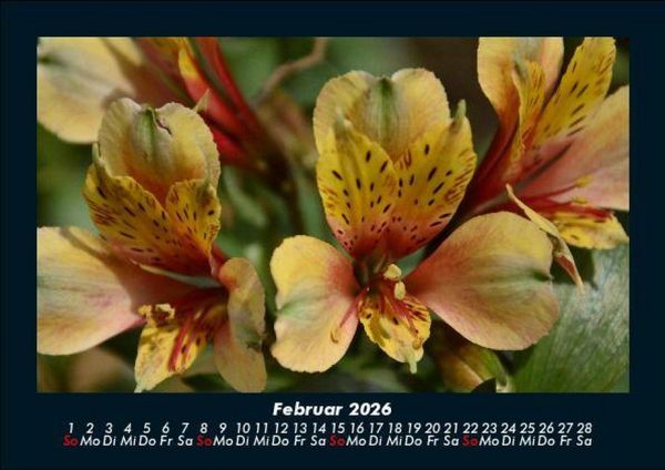 Produktbild: Blumentr&auml;ume 2026 Fotokalender DIN A5