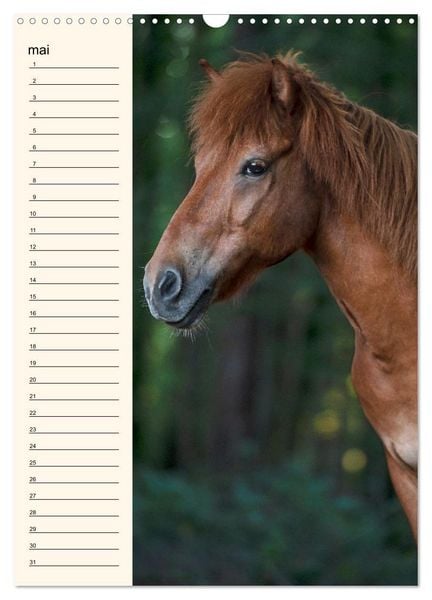 Produktbild: Cheval islandais - Calendrier anniversaire (Calendrier mural 2026 DIN A3 horizontal), CALVENDO calendrier mensuel