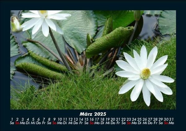 Produktbild: Rosentraum 2025 Fotokalender DIN A5
