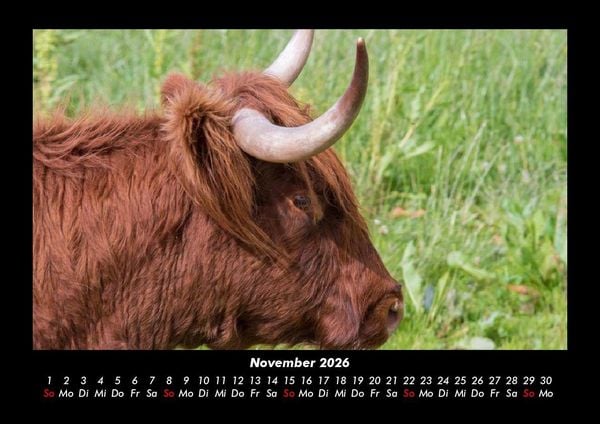 Produktbild: Kuhkalender 2026 Fotokalender DIN A3